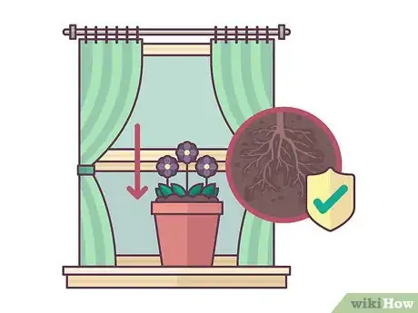 Image titled Repot African Violets Step 10