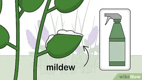 Image titled Care for Lilacs Step 13