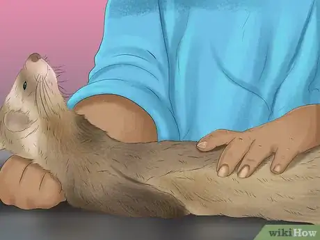Image titled Diagnose Heart Disease in Ferrets Step 4