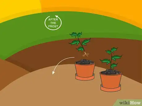 Image titled Grow Chrysanthemums Step 15