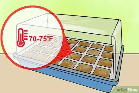 Image titled Grow Lisianthus Step 9