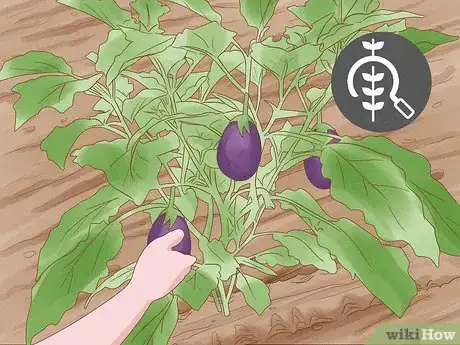 Image titled Grow Vegetables in New England Step 22