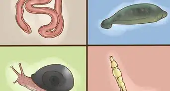 Identify a Healthy Stream