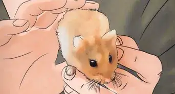 Disinfect a Hamster's Cage