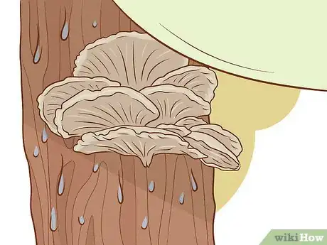 Image titled Grow Edible Mushrooms Step 16