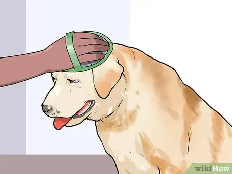 Image titled Groom a Short Haired Dog Step 4