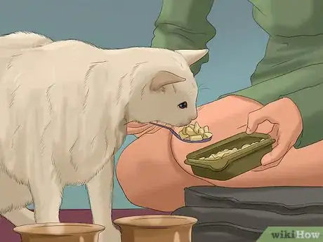 Image titled Feed Cats Step 14