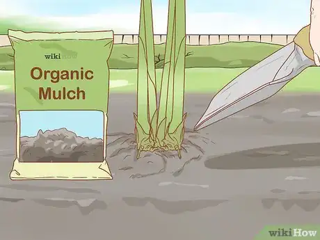 Image titled Grow Etlingera Elatior Step 7