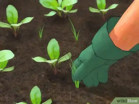 Image titled Grow Turnips Step 9
