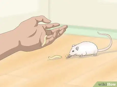 Image titled Spoil Your Gerbils Step 3