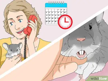 Image titled Prevent and Treat Overgrown Teeth in Chinchillas Step 5