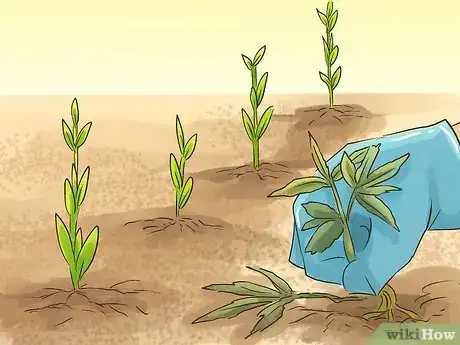 Image titled Grow Flax from Seed Step 7