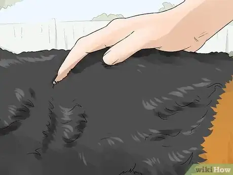 Image titled Identify an Airedale Terrier Step 8