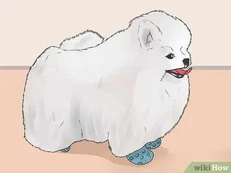 Image titled Control Arthritis Pain in Dogs Step 8