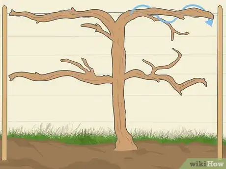 Image titled Prune Grape Vines for Winter Step 7