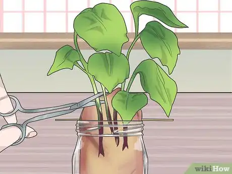 Image titled Grow Sweet Potatoes in Containers Step 5