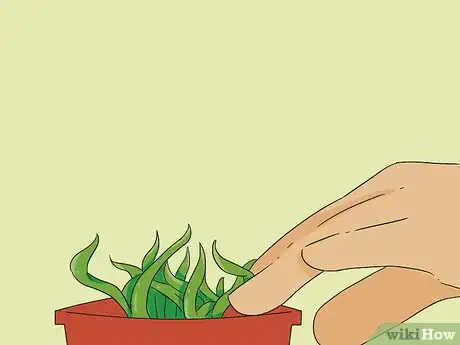 Image titled Propagate Baby Spider Plants Step 7