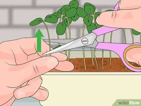 Image titled Harvest American Cress Step 9