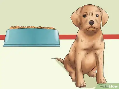 Image titled Care for Puggles Step 3