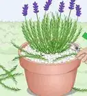 Plant Lavender in Pots