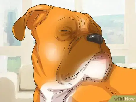Image titled Treat Entropion in Boxers Step 1