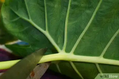 Image titled Arrange Flowers in a Large Vase Step 2