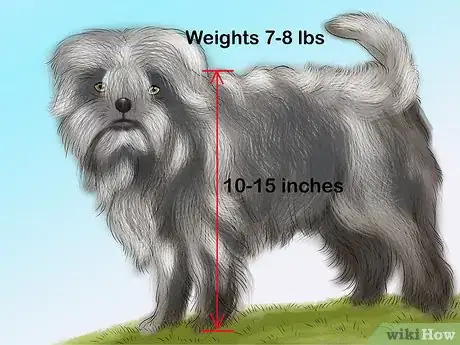 Image titled Identify an Affenpinscher Step 7