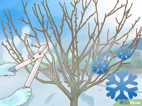 Image titled Prune a Fruit Tree Step 1