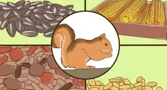 Make a Squirrel Feeder