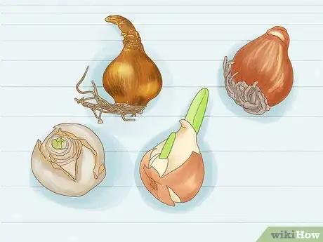 Image titled Force Bulbs Indoors Step 2