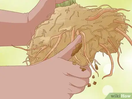 Image titled Divide Overgrown Perennials Step 10