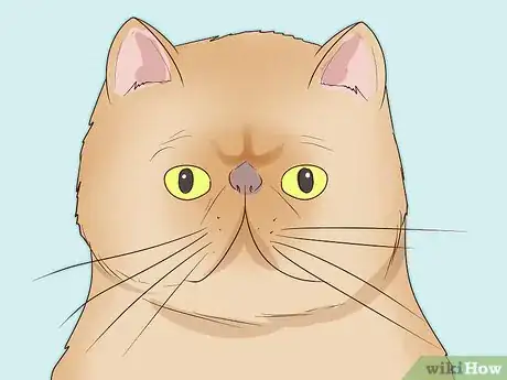 Image titled Handle Brachycephalic Airway Syndrome in Cats Step 7