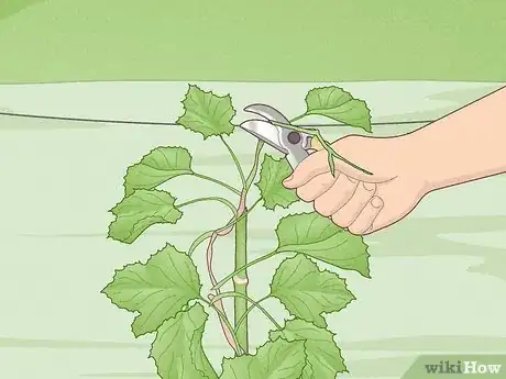 Image titled Grow Scuppernongs Step 13