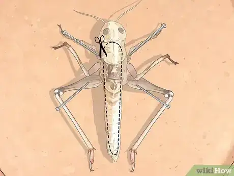 Image titled Dissect a Locust Step 5