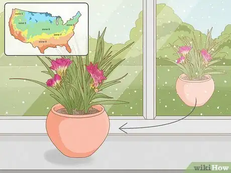 Image titled Plant Freesia Bulbs in Containers Step 10