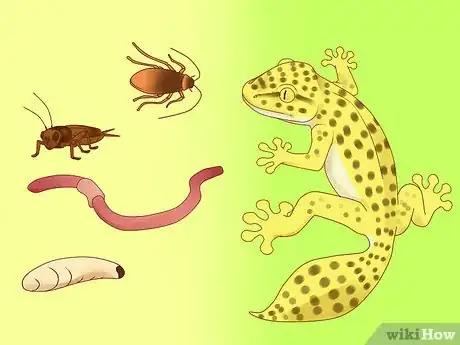 Image titled Feed a Lizard Step 8