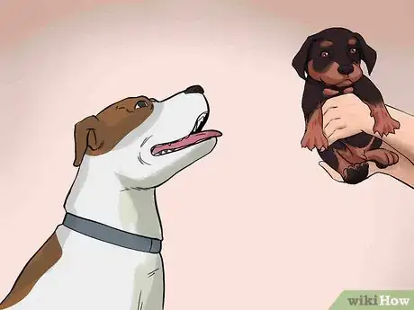 Image titled Handle a Mother Dog Refusing to Stay with Her Puppies Step 12