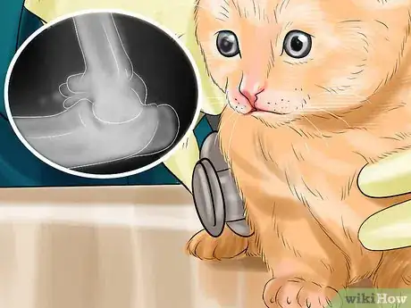 Image titled Diagnose and Treat Vitamin A Toxicity in Cats Step 5