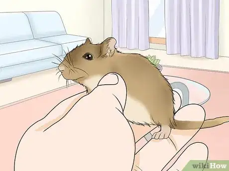 Image titled Choose a Gerbil Breed Step 3