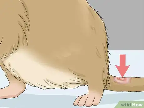 Image titled Choose a Gerbil Breed Step 9