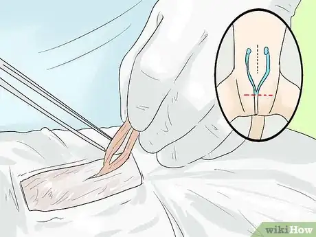 Image titled Take Care of an Aegean Cat Step 6