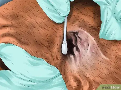 Image titled Care for Your Dog on the Beach Step 20