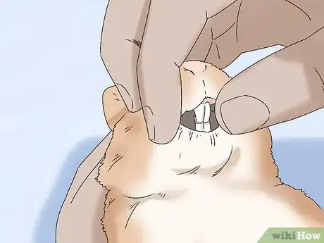 Image titled Keep Your Rabbit Healthy Step 12