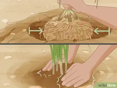 Image titled Divide Overgrown Perennials Step 13