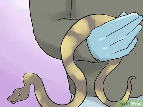 Image titled Hold a Snake Step 10
