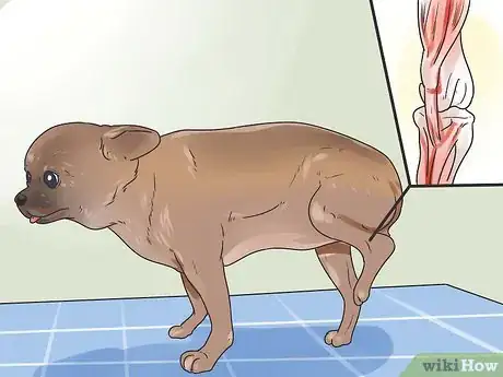 Image titled Get Dogs to Mate Step 5