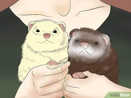 Image titled Raise Ferrets Together Step 4