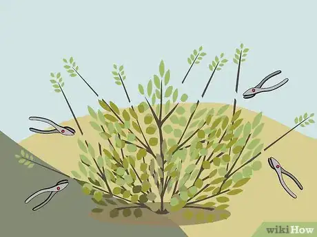 Image titled Prune Shrubs Step 04