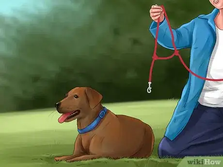 Image titled Know if a Head Halter Is Right for Your Dog Step 14
