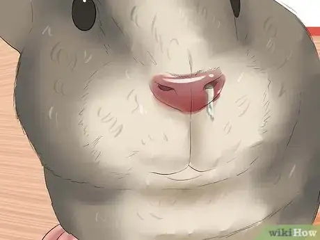 Image titled Buy a Healthy Guinea Pig Step 4